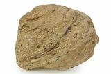 Fossil Ichthyosaur Coprolite (Fossil Poo) - England #351346-1